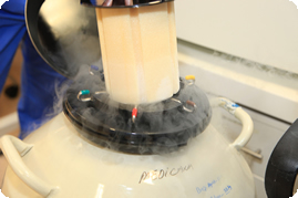 egg freezing