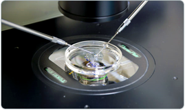 ivf